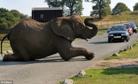 https://www.rebeccajnorton.com/files/gimgs/th-34_elephant side view.jpg